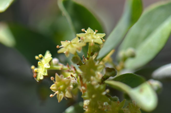 Ziziphus obtusifolia, Lotebush